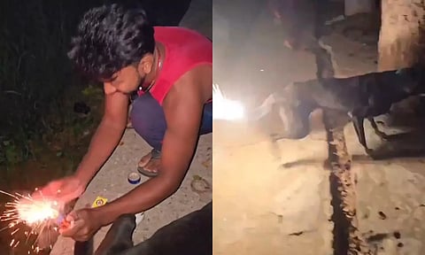 நாய் வாலில் பட்டாசை கட்டி வெடித்த வாலிபர்... கடும் நடவடிக்கை தேவை என நெட்டிசன்கள் ஆவேசம்