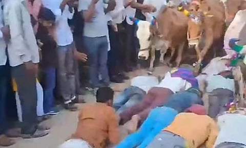 பக்தர்கள் மீது பசுமாடுகளை ஓடவிட்டு நேர்த்திக்கடன்- உத்தரபிரதேசத்தில் வினோதம்