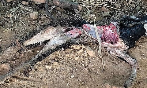 கால்நடைகளை தொடர்ந்து தாக்கி கொன்று வரும் சிறுத்தை