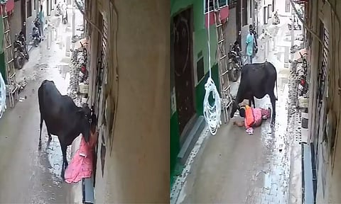 கொடூரமாக தாக்கிய மாடு.. துணிச்சலாக போராடிய 'சிங்க பெண்' - வைரலாகும் வீடியோ