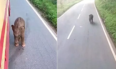 பிரிந்த தாய் யானையை தேடி சாலையில் வந்த வாகனங்களின் பின்னால் ஓடிய குட்டி யானை