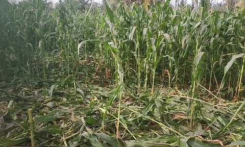 தோட்டத்தில் காட்டுப்பன்றிகள் புகுந்து அட்டகாசம்- அறுவடைக்கு தயார் நிலையில் இருந்த மக்காச்சோளம் நாசம்