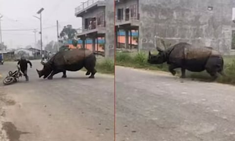 ஊருக்குள் புகுந்த காண்டாமிருகம்: பீதி அடைந்த மக்கள்- வைரலாகும் வீடியோ