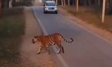 கடம்பூர் வனப்பகுதியில் சாலையை கடந்து சென்ற புலி- வாகன ஓட்டிகள் பீதி