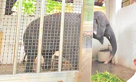 பாகன் நினைவில் 3-வது நாளாக சாப்பிடாத தெய்வானை