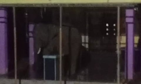 நாய்கள் குரைத்ததால் கோவிலுக்குள் சென்று தஞ்சம் அடைந்த காட்டு யானை