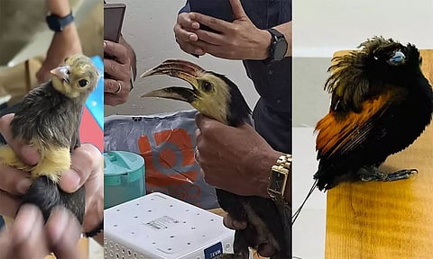 கொச்சி வந்த விமானத்தில் அரியவகை வெளிநாட்டு பறவைகள் கடத்திய 2 பேர் கைது