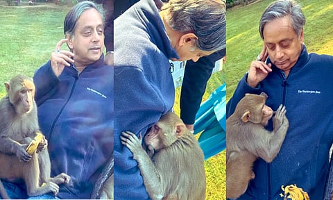 மடியில் அமர்ந்து வாழைப்பழம் சாப்பிட்டு சசிதரூர் மார்பில் படுத்து உறங்கிய குரங்கு