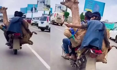 மோட்டார் சைக்கிளில் ஒட்டகத்தை ஏற்றி சென்ற வாலிபர்கள்- வீடியோ