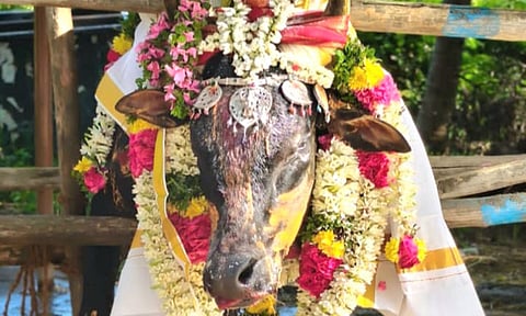 நத்தத்தில் இறந்த கோவில் காளைக்கு பொதுமக்கள் கண்ணீர் மல்க அஞ்சலி