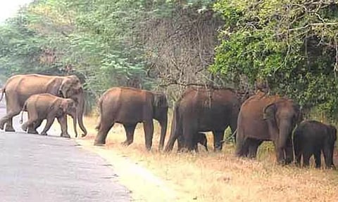 தேன்கனிக்கோட்டை பகுதியில் சுற்றித்திரிந்த காட்டு யானைகள் வனப்பகுதிக்குள் விரட்டியடிப்பு