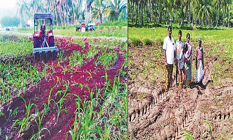 கடன் பிரச்சனையில் 2½ ஏக்கர் மக்காச்சோளப்பயிரை டிராக்டர் விட்டு அழித்த அவலம்- போலீசில் விவசாயி பரபரப்பு புகார்
