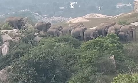 ஓசூர் அருகே அட்டகாசம் செய்து வரும் 32 யானைகள் விரட்டும் பணியில் வனத்துறையினர் தீவிரம்