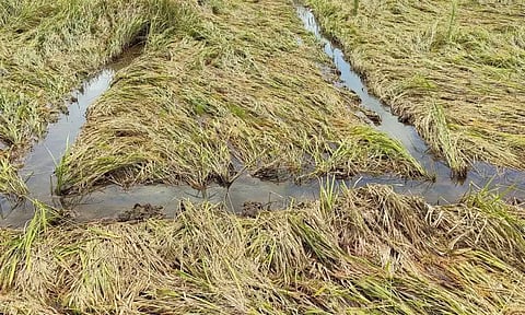 வடகிழக்கு பருவமழையால் தமிழகத்தில் 6 லட்சம் ஹெக்டேர் பயிர்கள் சேதம்