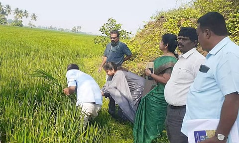 மீஞ்சூர்-பொன்னேரி பகுதியில் பலத்த மழையால் 1000 ஏக்கர் பயிர்கள் பாதிப்பு- அதிகாரிகள் ஆய்வு