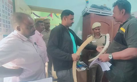 ஓசூரில் யானை தந்தங்கள் கடத்திய 7 பேர் கைது