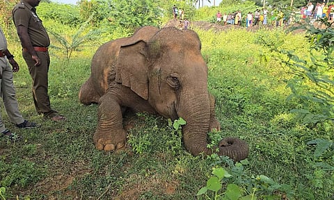கோவை அருகே அமர்ந்த நிலையில் உயிரிழந்த பெண் யானை