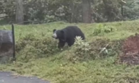 குன்னூரில் தொடர் அட்டகாசம்: கரடியை பிடிக்க 3 இடங்களில் கூண்டு வைப்பு