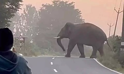 தேன்கனிக்கோட்டை வனப்பகுதியில் முகாமிட்டிருந்த 35 யானைகள் கர்நாடகாவுக்கு விரட்டியடிப்பு
