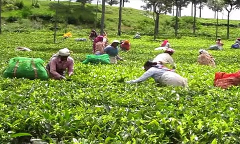 கொட்டும் உறைபனி: நீலகிரியில் தேயிலை அறுவடை பணி தீவிரம்