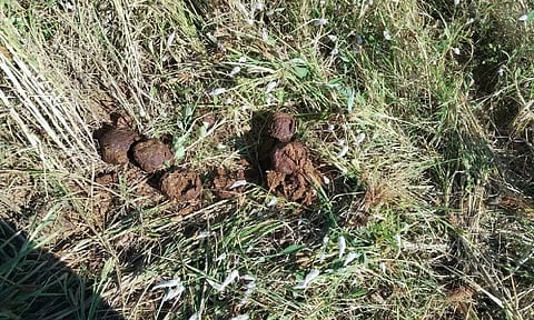 தாளவாடி அருகே காட்டு யானைகள் அட்டகாசம்: நஷ்ட ஈடு வழங்க விவசாயிகள் வலியுறுத்தல்