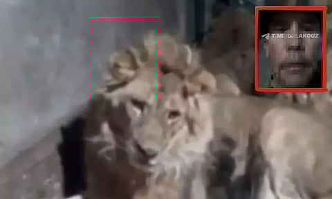 VIDEO: காதலியை கவர சிங்கத்தின் கூண்டுக்குள் சென்ற நபர் - குதறியெடுத்த சிங்கங்கள்