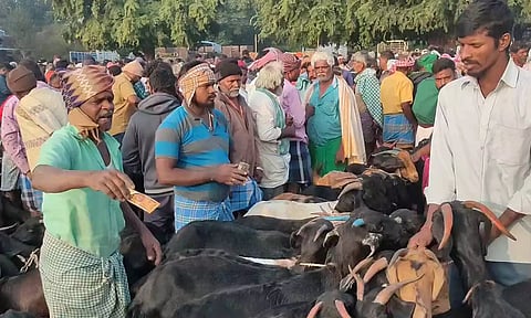 பொங்கல் பண்டிகையை முன்னிட்டு நல்லம்பள்ளி வாரச்சந்தையில் ரூ.1 கோடிக்கு ஆடுகள் விற்பனை