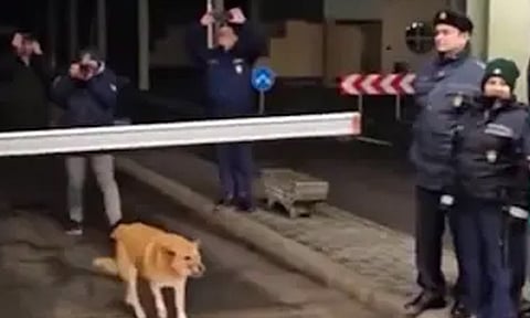 VIDEO: சோதனைச்சாவடியில் நுழைந்த நாய்க்கு உற்சாக வரவேற்பு- ஏன் தெரியுமா?