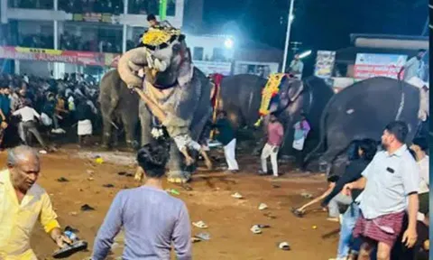 கோவில் விழாவில் ஒரு பக்தரை யானை துப்பிக்கையால் தூக்கி வீசியதை காணலாம்.