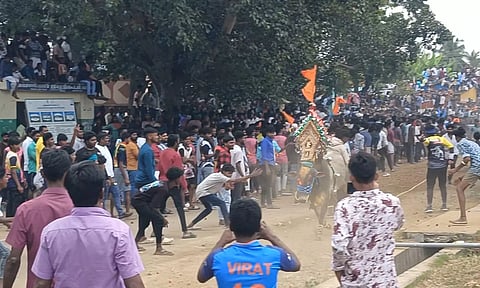 எருது விடும் திருவிழா- சீறிபாய்ந்த காளைகள்