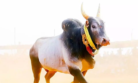 மணப்பாறை அருகே ஆவாரங்காட்டில் ஜல்லிக்கட்டில் சீறிப்பாய்ந்த 600 காளைகள்