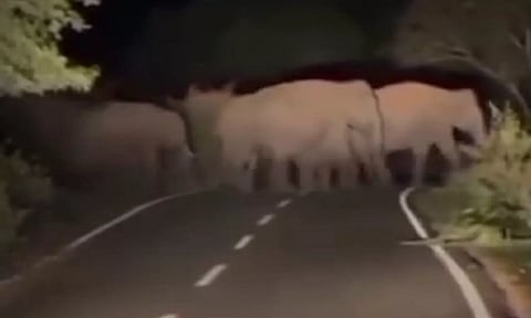 சாலையை கடந்து சென்ற யானைக் கூட்டங்களால் பரபரப்பு