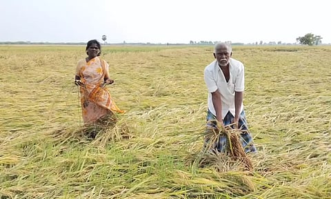 பருவம் தவறி மழை: 2 ஆயிரம் ஏக்கர் நெற்பயிர்கள் நீரில் சாய்ந்து சேதம்- விவசாயிகள் கண்ணீர்