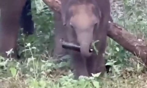 மதுபாட்டிலை விழுங்க முயன்ற குட்டி யானை- சமூக வலைத்தளங்களில் வீடியோ வைரல்