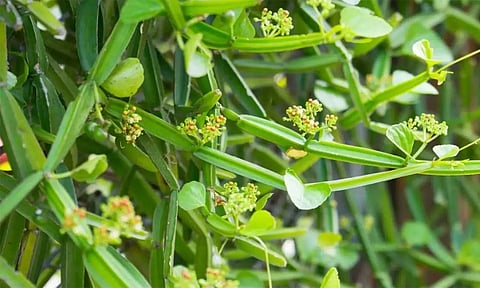 எலும்புக்கு வலுசேர்க்கும் பிரண்டை