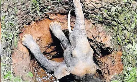 உணவு தேடி வந்தபோது கிணற்றுக்குள் விழுந்த காட்டு யானை