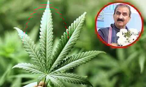 கட்டுப்பாடுகளுடன் கஞ்சா செடியை வளர்க்க இமாச்சலப் பிரதேச அரசு அனுமதி