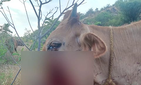 ஏரியூர் அருகே மர்ம நபர்கள் வைத்த நாட்டு வெடிகுண்டு வெடித்து பசு மாடு படுகாயம்