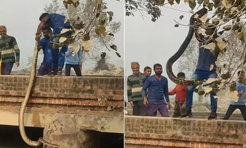 VIDEO: கால்வாயில் இருந்து மலைப்பாம்பை வெறும் கையால் பிடித்த வாலிபர்