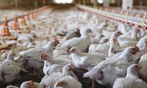 ஆந்திராவில் 1½ மாதத்தில் 4 லட்சம் கோழிகள் உயிரிழப்பு- மாதிரிகள் சோதனைக்கு அனுப்பிவைப்பு