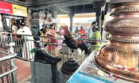 ஒற்றைக்காலில் முருகனை தரிசித்த சேவல்- பக்தர்கள் பரவசம்