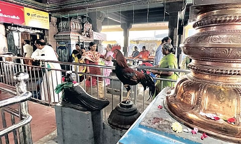 கிருத்திகை நாளில் ஒற்றைக்காலில் முருகனை தரிசித்த சேவல்