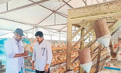 ஆந்திராவில் புதிய வகை வைரஸ் தாக்கி 12 லட்சம் கோழிகள் சாவு