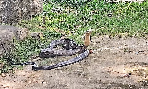 மாஞ்சோலையில் மின்வாரிய அலுவலகம் அருகே சுற்றித்திரிந்த 18 அடி நீள ராஜநாகம்