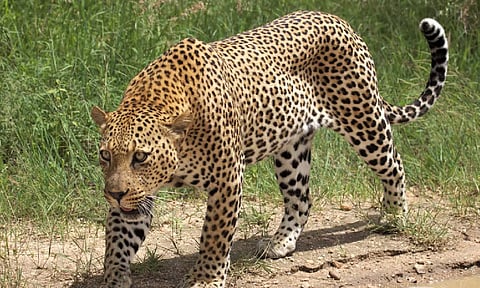 திருப்பதி அலிபிரி நடைபாதையில் சிறுத்தை நடமாட்டம்: பக்தர்கள் அலறி அடித்து ஓட்டம்