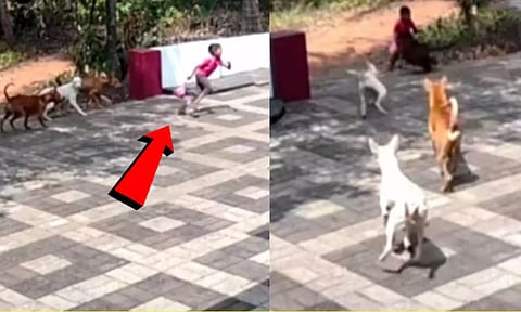 கேரளா: 7 வயது சிறுவனை கடிக்க துரத்திய தெரு நாய்கள்