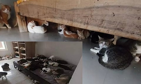 அடுக்குமாடி குடியிருப்பு வீட்டில் 300 பூனைகளை வளர்த்த பெண்ணுக்கு நோட்டீஸ்