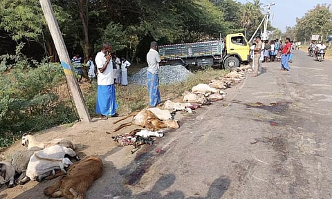 திட்டக்குடி அருகே மினி லாரி மோதி 30 ஆடுகள் பலி