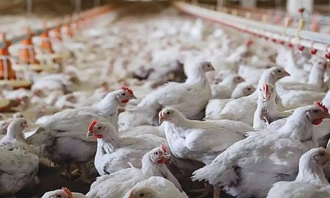 3 மாநிலங்களில் இருந்து கோழிகள், முட்டை வாங்க கர்நாடக அரசு தடை