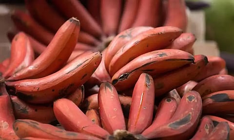 சத்துகள் நிறைந்த செவ்வாழைப்பழம்